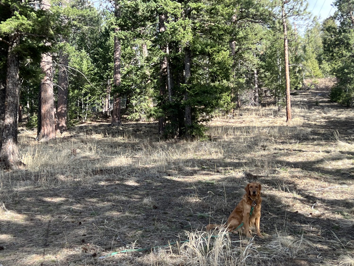 Open ponderosa forest on the property with room to walk between the trees
