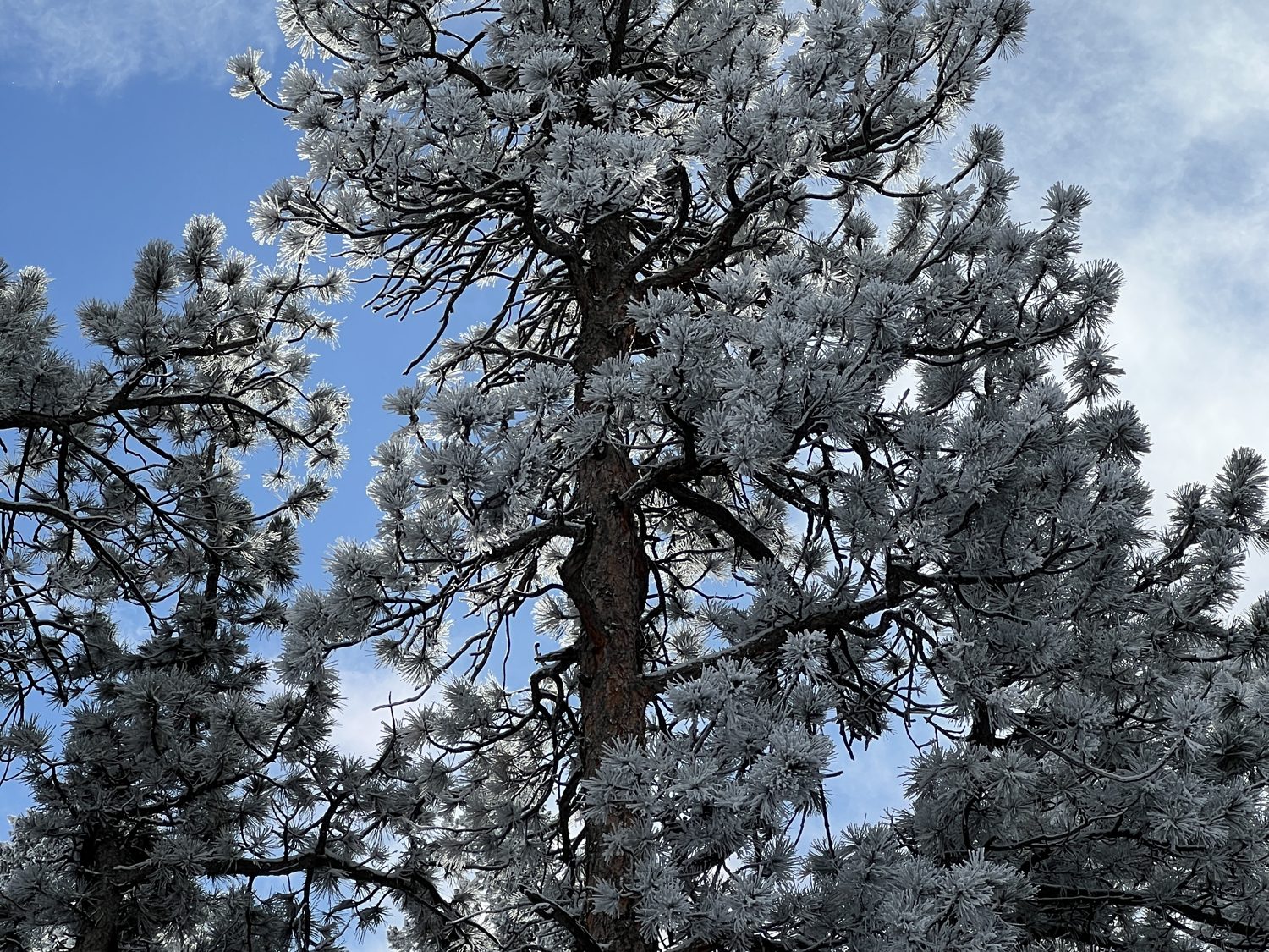 A ponderosa pine covered in hoarfrost against a blue winter sky