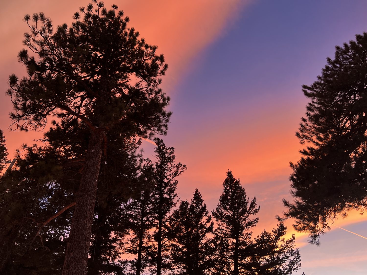 Tall pines silhouetted against an orange and violet sunset sky