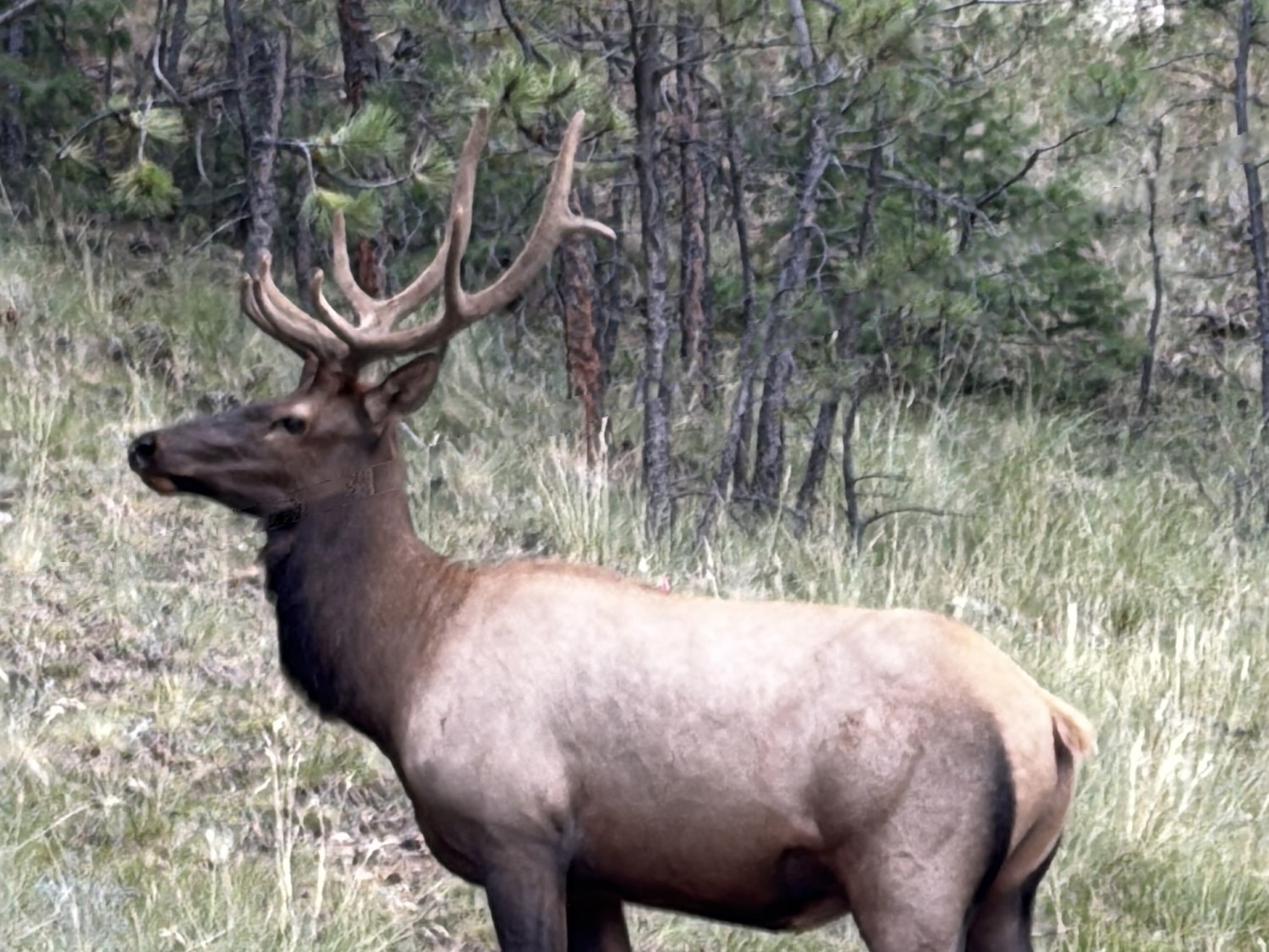 A bull elk with a full rack standing among the pines